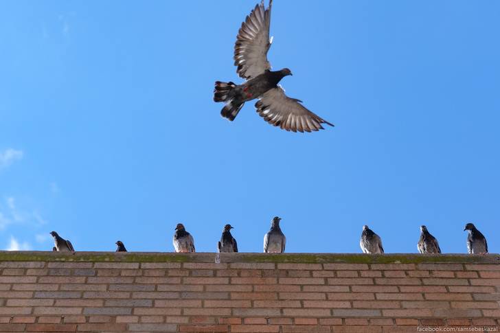 A photo of pigeons